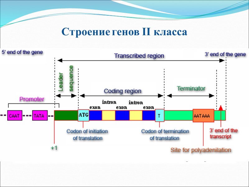 Строение генов II класса